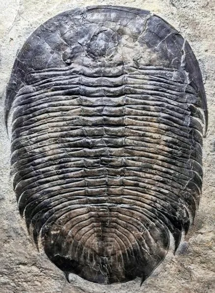 Asaphopsoides yongshunensis — photo 4