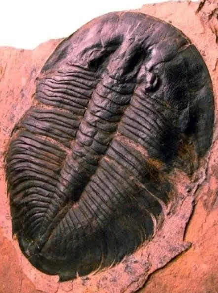 Asaphopsoides yongshunensis — photo 6