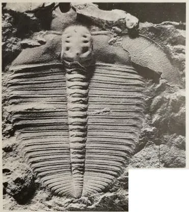 Asiocephalus sulcatus