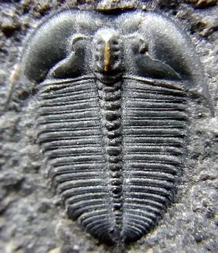 Asiocephalus sulcatus — photo 4