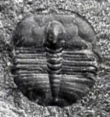 Asiocephalus sulcatus — photo 8