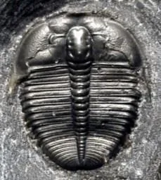Asiocephalus sulcatus — photo 9