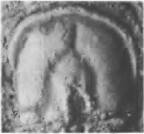 Aspidagnostus laevis