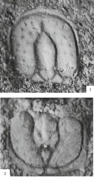Aspidagnostus lunulosus
