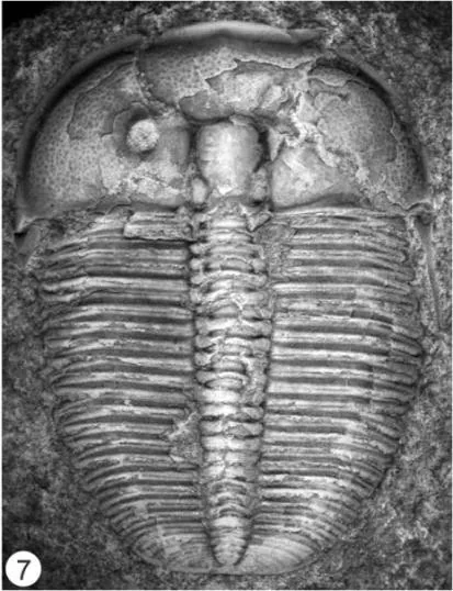 Aulacopleura koninckii