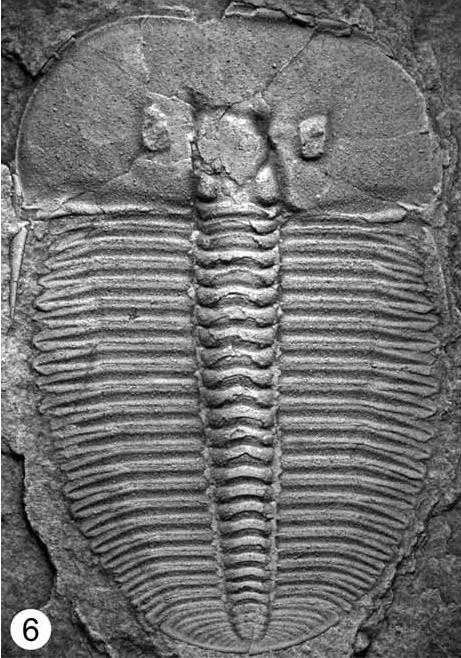 Aulacopleura koninckii — photo 3