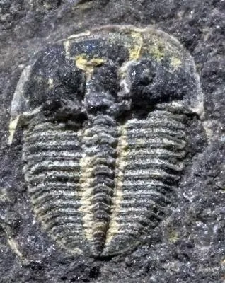 Aulacopleura koninckii — photo 4
