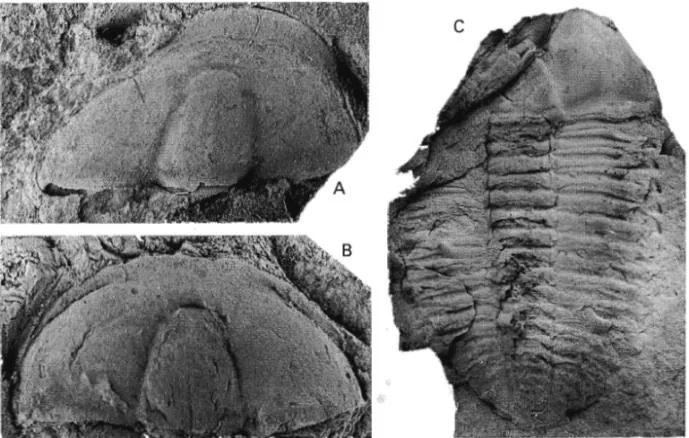 Bailiella lantenoisi