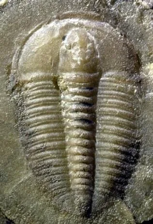 Bailiella lantenoisi — photo 3
