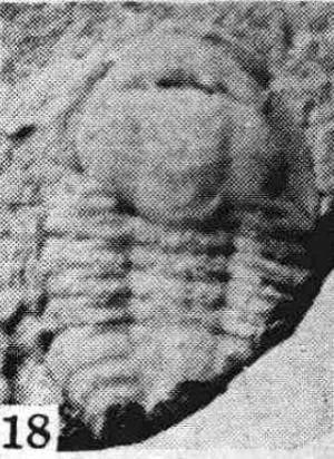 Balangia balangensis