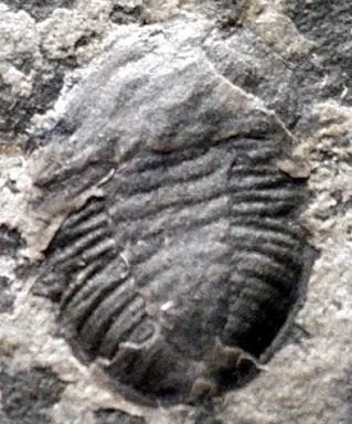 Balangia balangensis — photo 3
