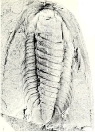 Bathynotus holopygus