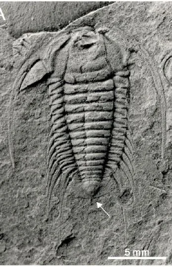 Bathynotus holopygus — photo 3