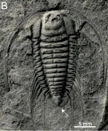 Bathynotus holopygus — photo 4
