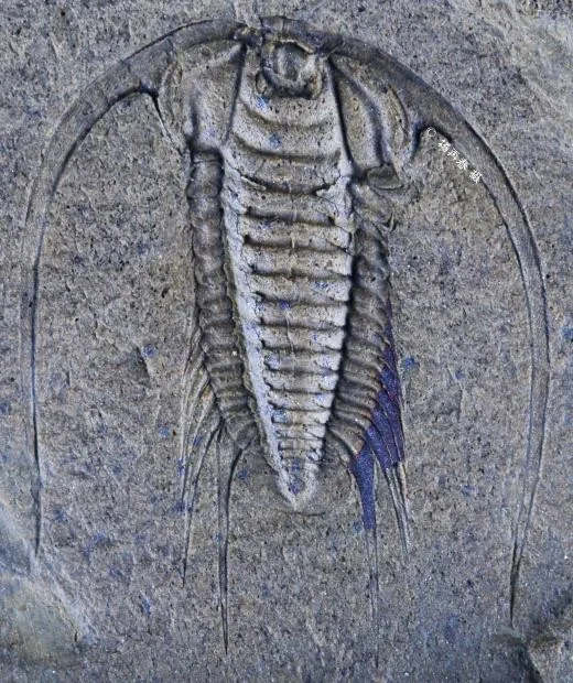 Bathynotus holopygus — photo 7