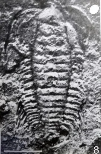 Bathynotus kueichouensis