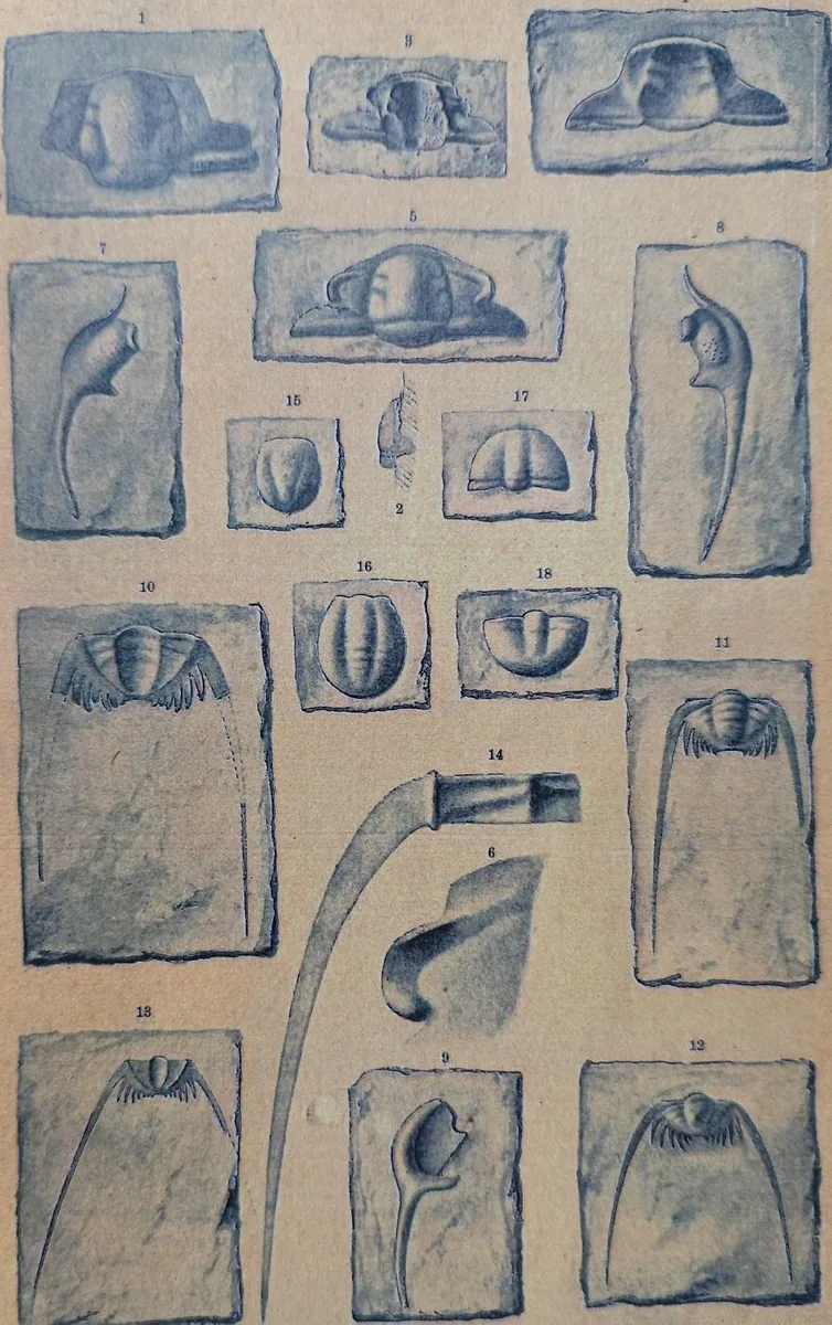 Bergeronites ketteleri — photo 2