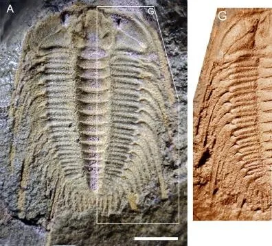 Bergeronites leishuae