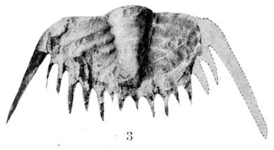 Blackwelderia octaspina