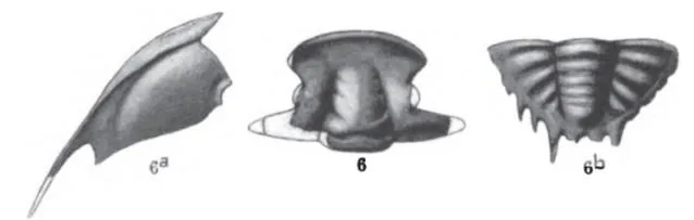 Blackwelderia paronai