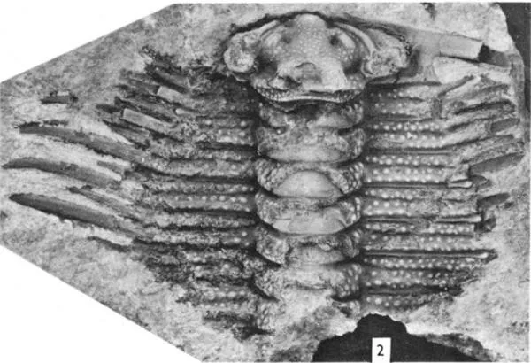 Boedaspis ensifer
