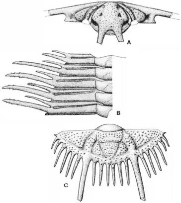 Boedaspis ensifer — photo 2