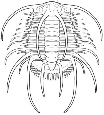 Boedaspis ensifer — photo 3
