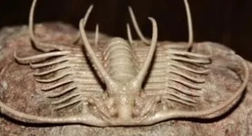Boedaspis ensifer — photo 6
