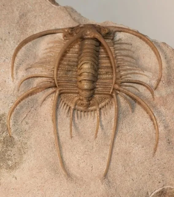 Boedaspis ensifer — photo 7
