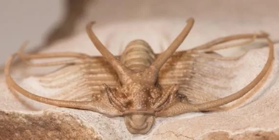 Boedaspis ensifer — photo 8