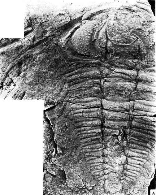 Breviredlichia gaoqiaoensis — photo 3