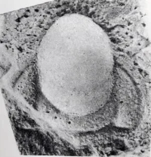Breviredlichia granulosa