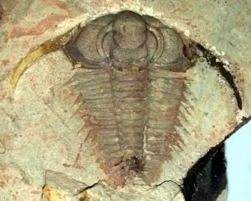 Breviredlichia granulosa — photo 2