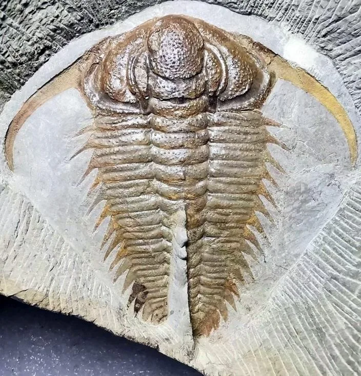 Breviredlichia granulosa — photo 3