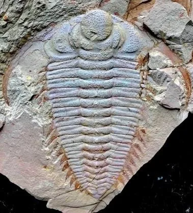 Breviredlichia granulosa — photo 4