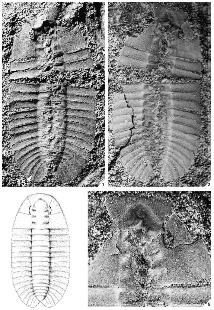 Burlingia angusta