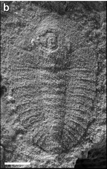 Burlingia balangensis