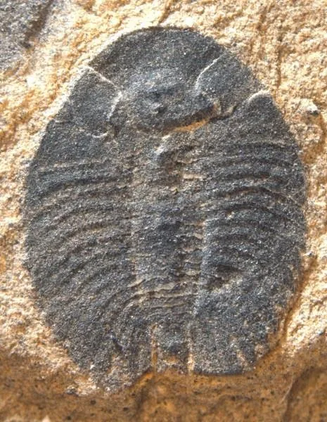 Burlingia hectori