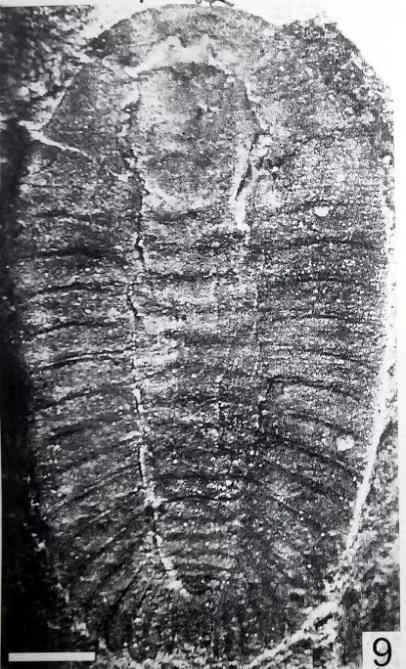 Burlingia multisegmenta
