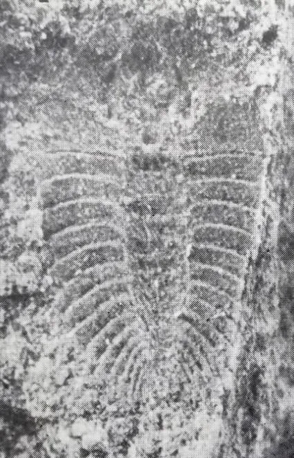 Burlingia ovata