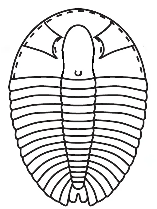 Burlingia ovata — photo 2