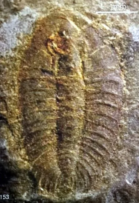 Burlingia ovata — photo 3