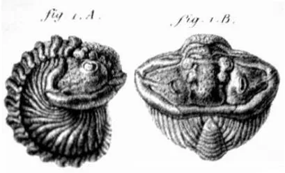 Calymene blumenbachii