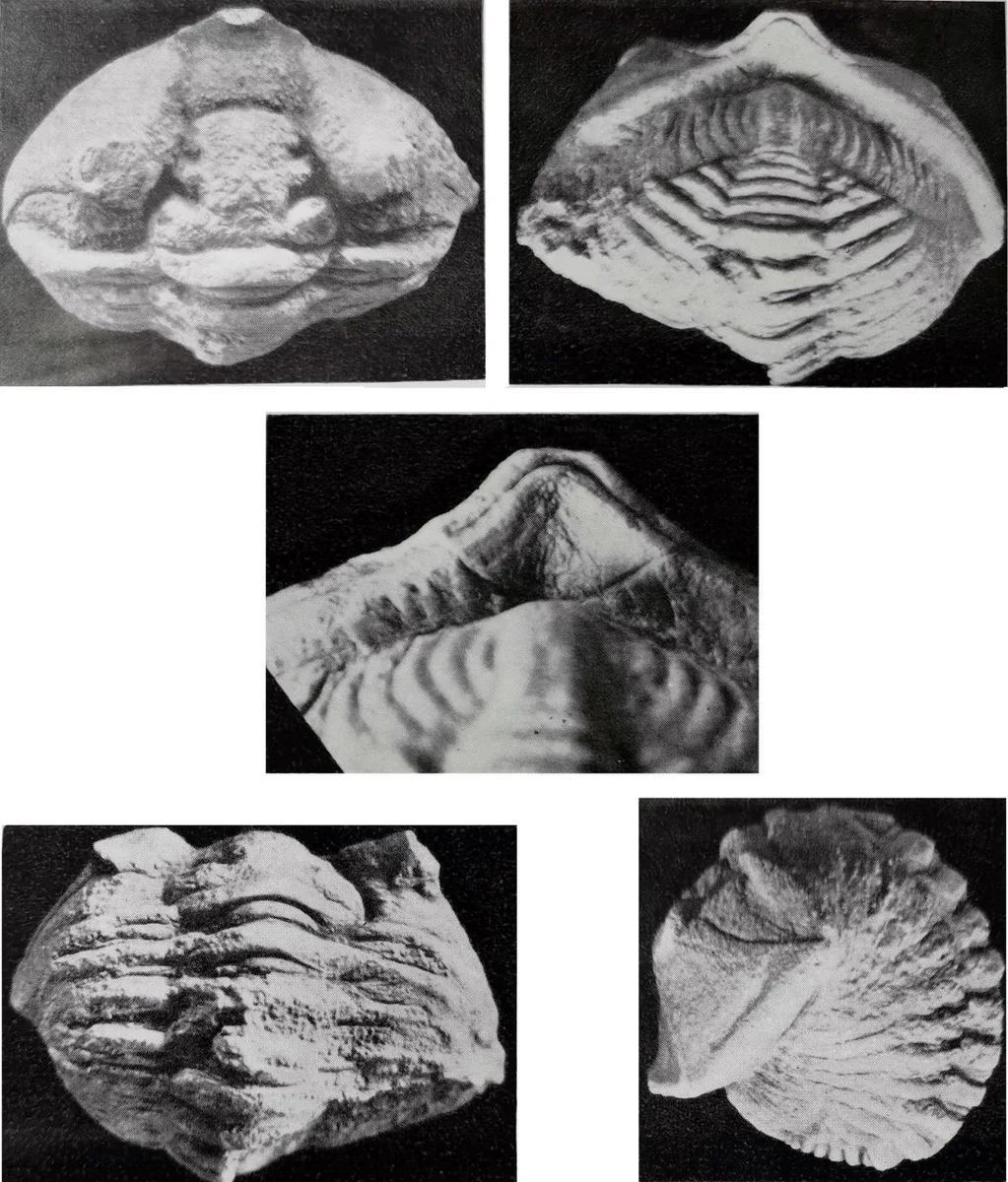 Calymenesun granulosa