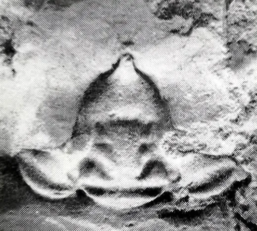 Calymenesun tingi
