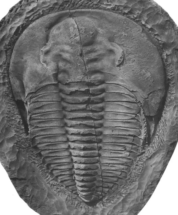 Cambropallas telesto