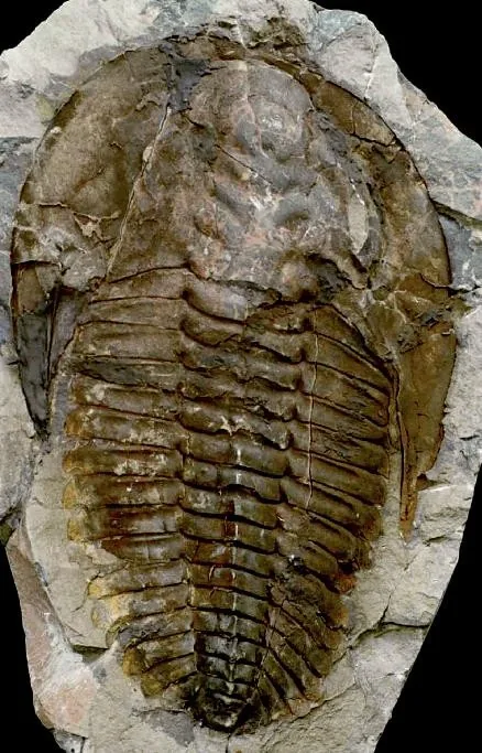 Cambropallas telesto — photo 2