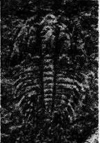 Changaspis elongata