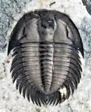 Changaspis elongata — photo 3