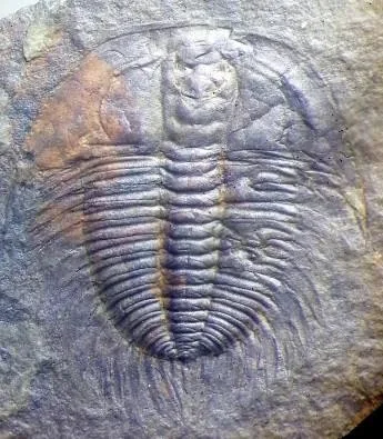 Changaspis elongata — photo 4